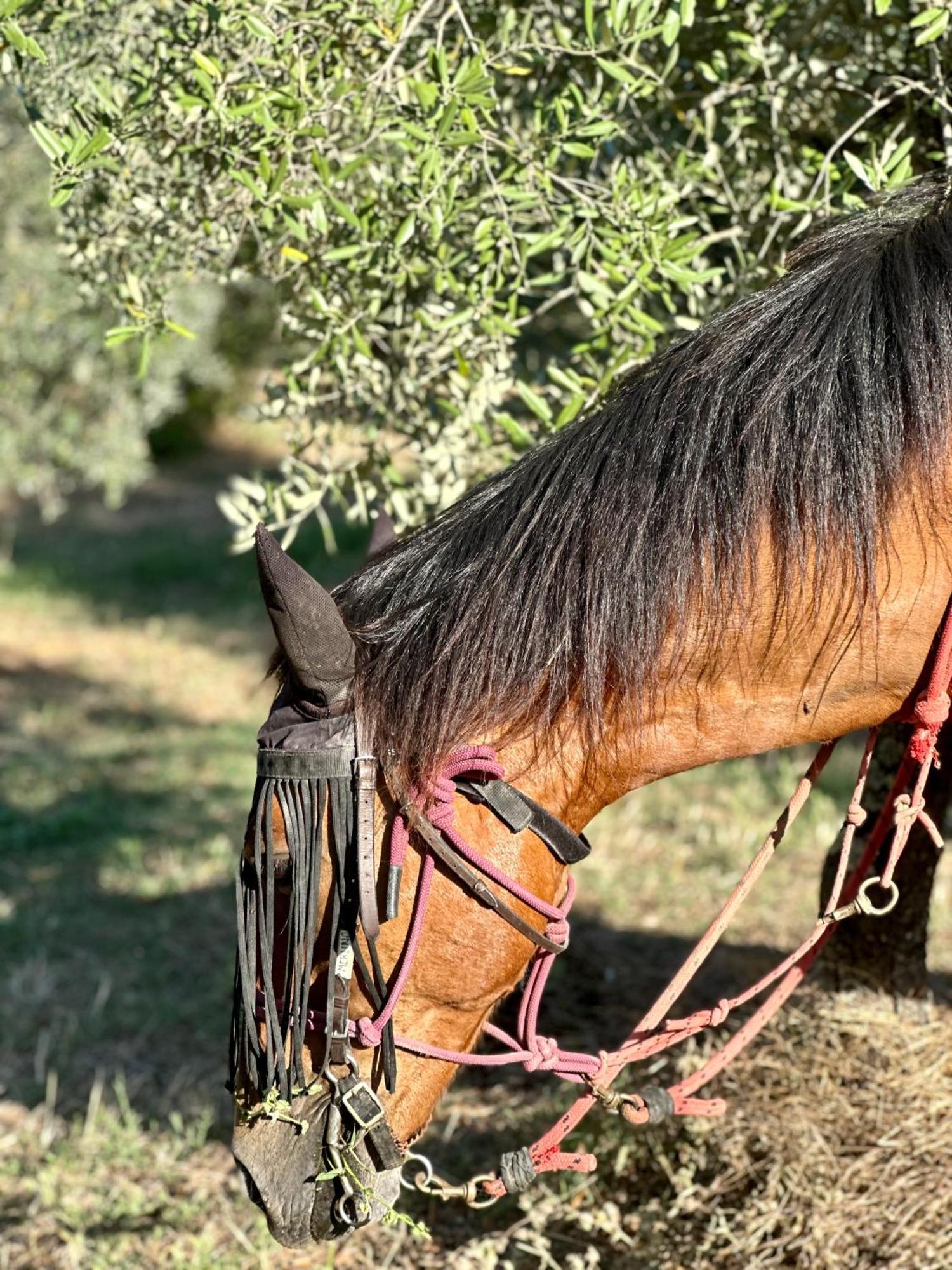 פונטאסייבה Agriturismo Fattoria Lavacchio מראה חיצוני תמונה
